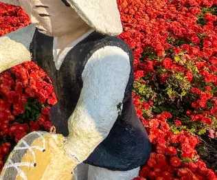 제19회 거제섬꽃축제 2025 – 국화향기 속으로 떠나는 섬의 가을