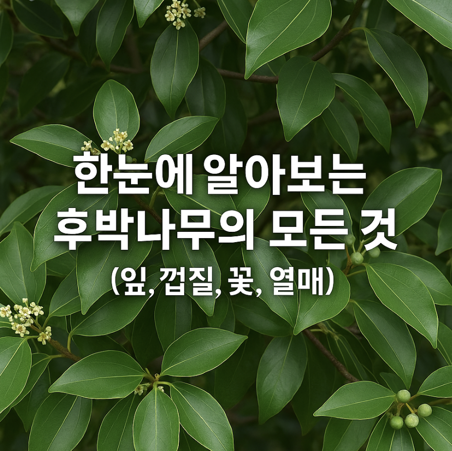 한눈에 알아보는 후박나무의 모든 것 (잎, 껍질, 꽃, 열매)