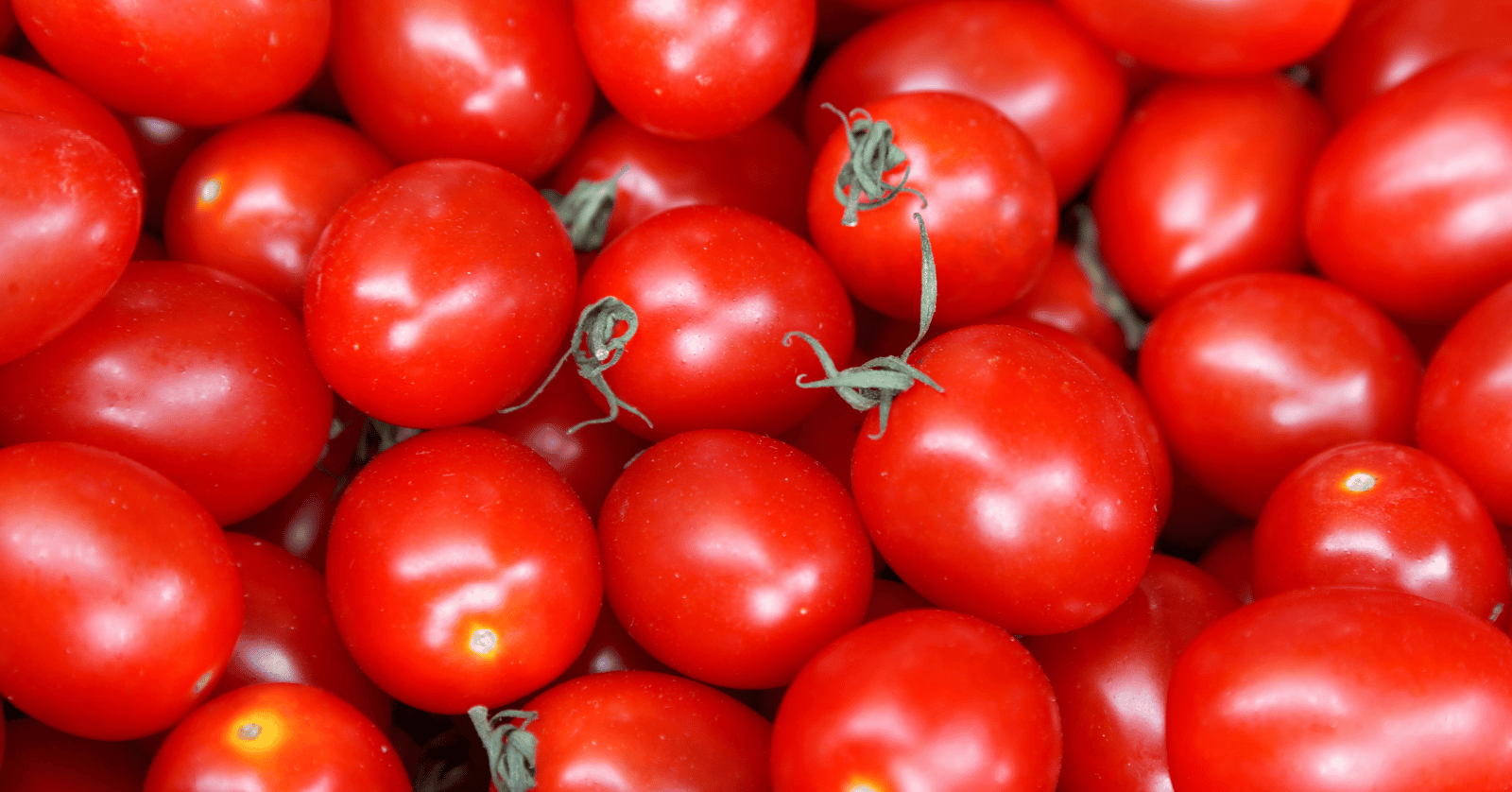 스테비아방울토마토칼로리