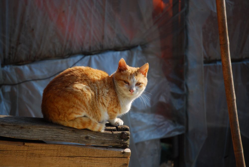 시골 집 고양이