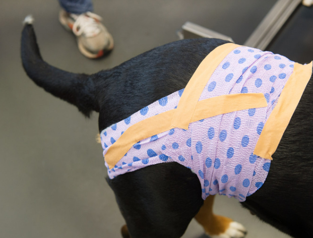 강아지 다리 절뚝? 보호자가 꼭 알아야 할 5가지 이유와 대처법