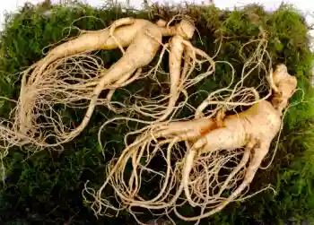 인삼 가격, 효능과 부작용