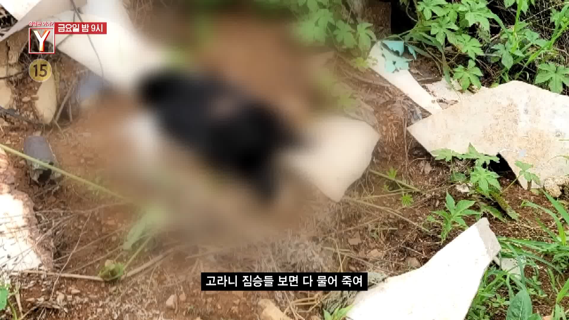 궁금한 이야기 와이 공포에 휩싸인 산골 마을 할머니는 왜 수십 마리의 개들과 위험한 동거를 계속하나
