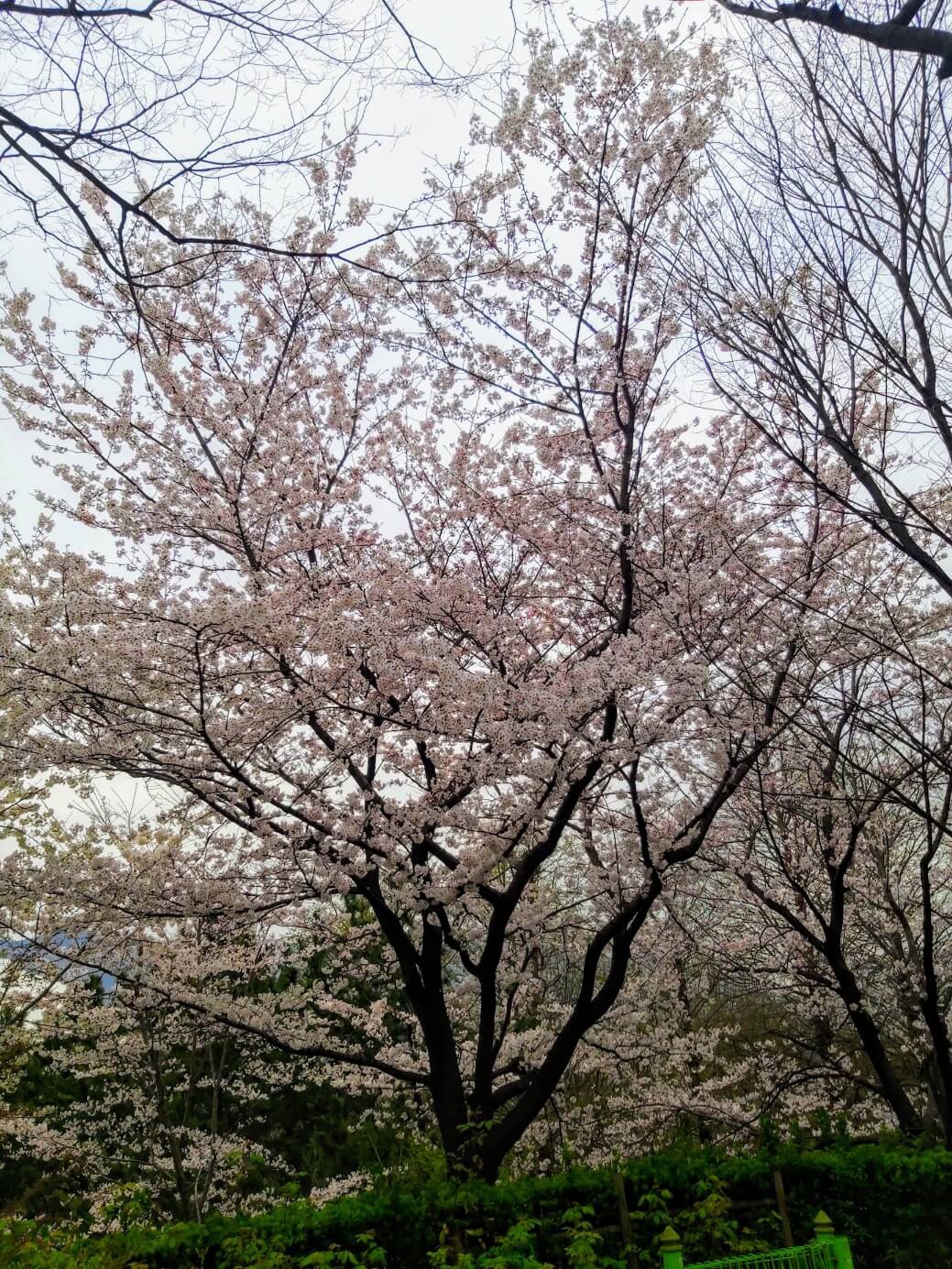 통도사 벚꽃 &amp; 사찰 여행