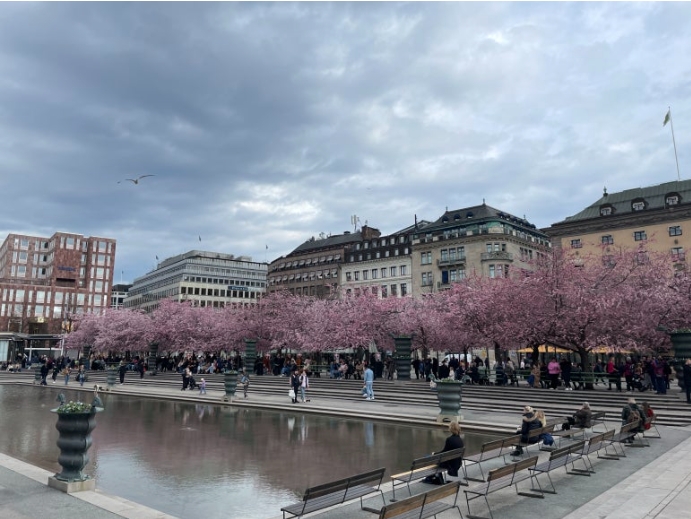 스톡홀름 왕의정원 벚꽃