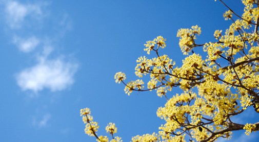 구례 산수유축제