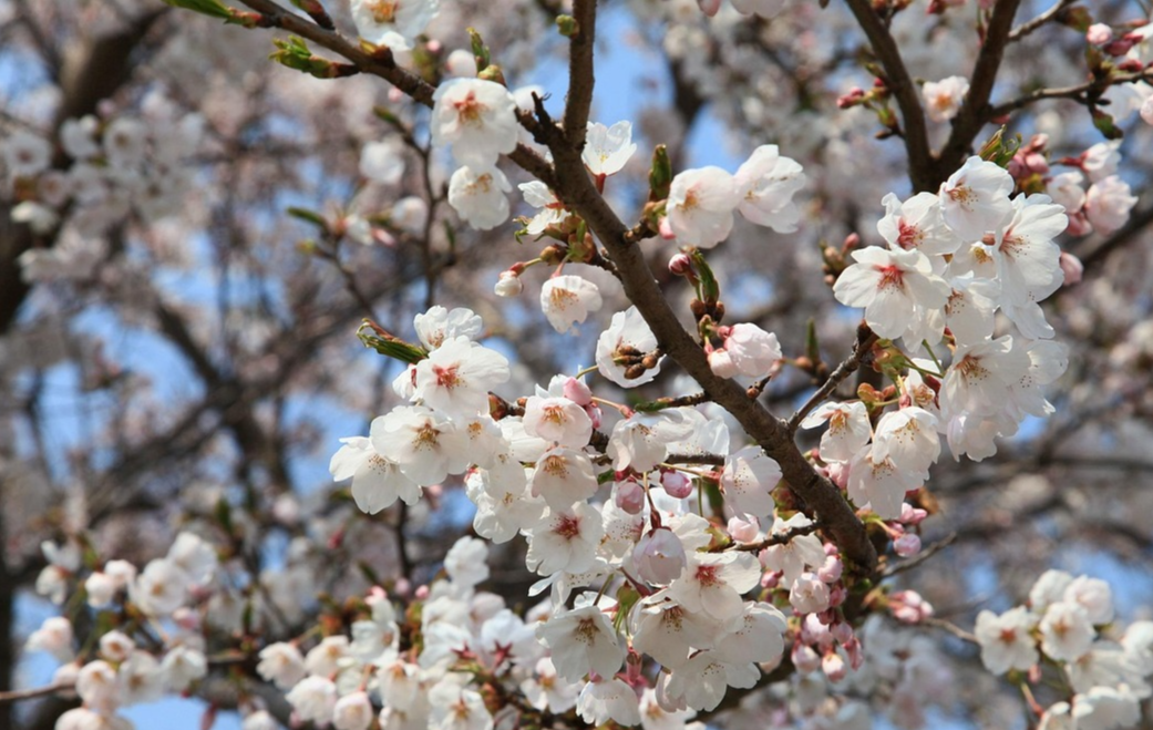 봄 꽃 시즌 알레르기주의 사진