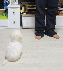 강아지가 보호자를 졸졸 따라다니는 이유, 애정 표현일까 불안 신호일까?
