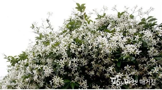 백화등 키우기 삽목방법 가지치기 꽃 노지월동까지_1