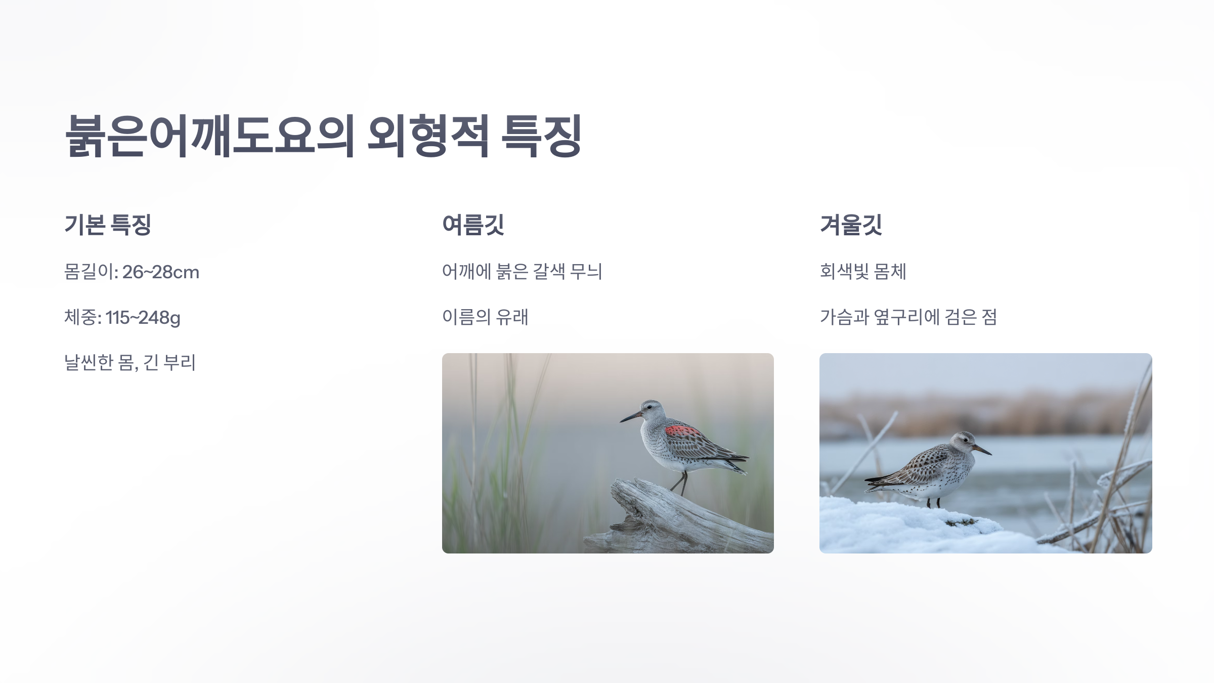 참조-붉은어깨도요-4