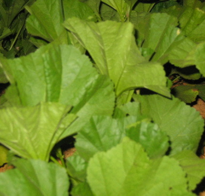 아욱 효능 부작용 고르는법 칼로리