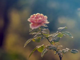 곡성세계장미축제