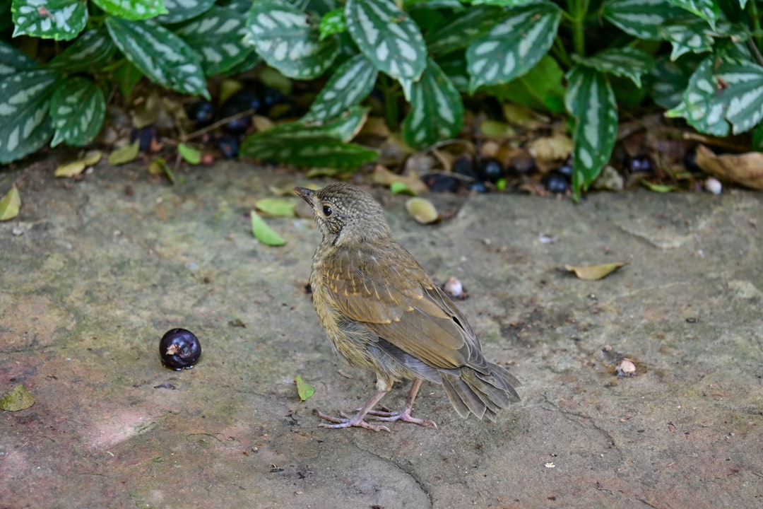 Visitor