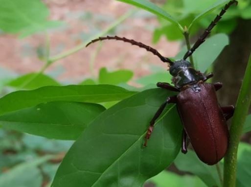 하늘소의 모든 것 관련 이미지