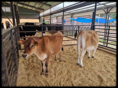 안성팜랜드 핑크뮬리&amp;#44;코스모스 가을 사진여행 추천합니다.