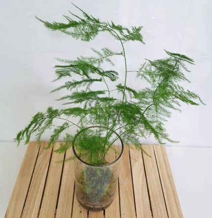 아스파라거스 키우기 방법 난이도 물주기 온도 수경재배 꽃말 수확 총정리2