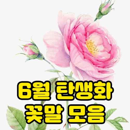 6월 탄생화 꽃말 모음