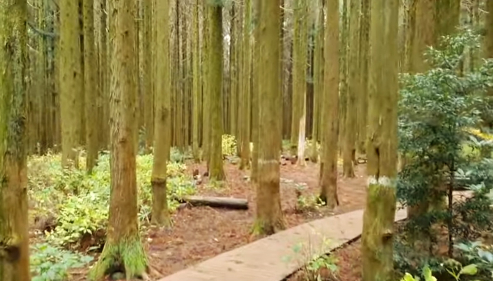 사려니숲-나무숲