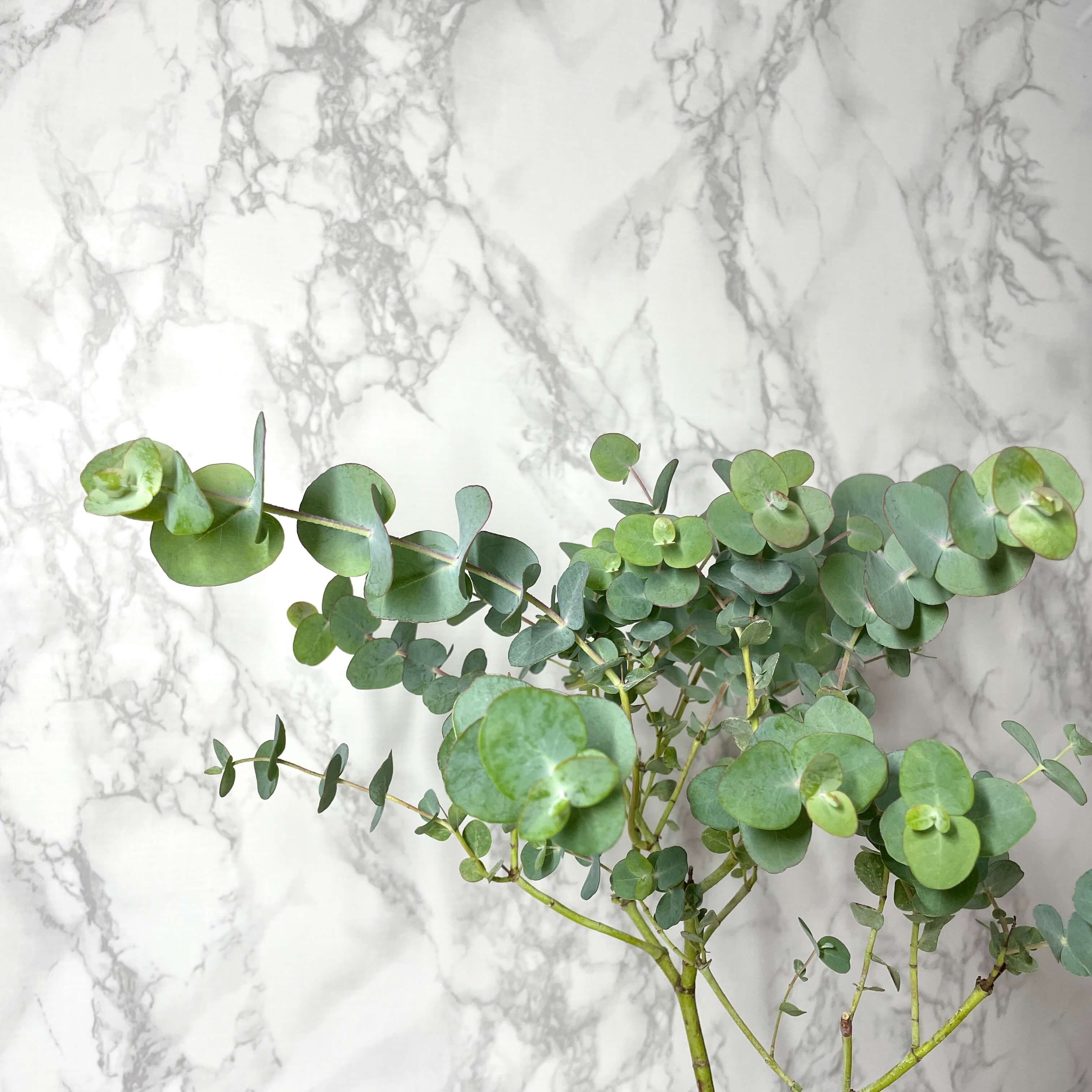 유칼립투스 키우기