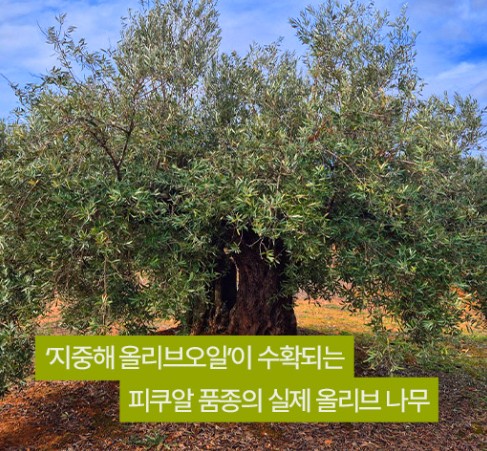 엑스트라버진 올리브오일 효능