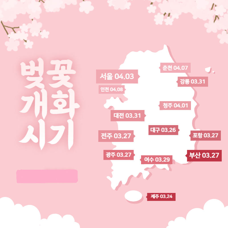 벚꽃 축제 개화