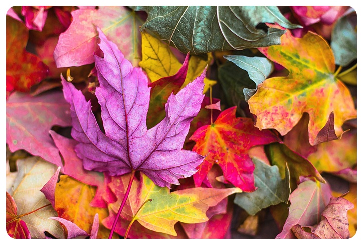 다양한 색상의 단풍