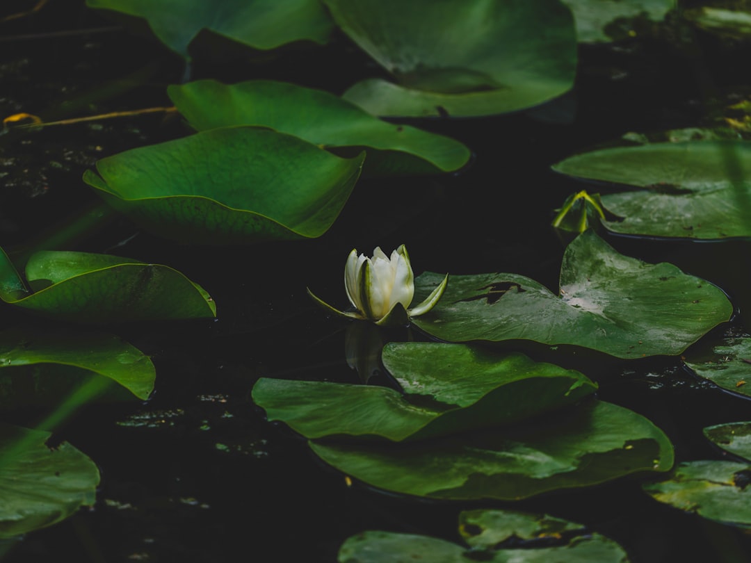 Lotus root
