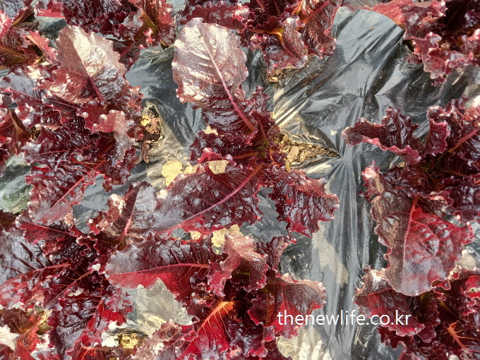 Close-up of glistening red lettuce leaves – 햇빛에 반사된 붉은 상추 잎의 클로즈업 장면