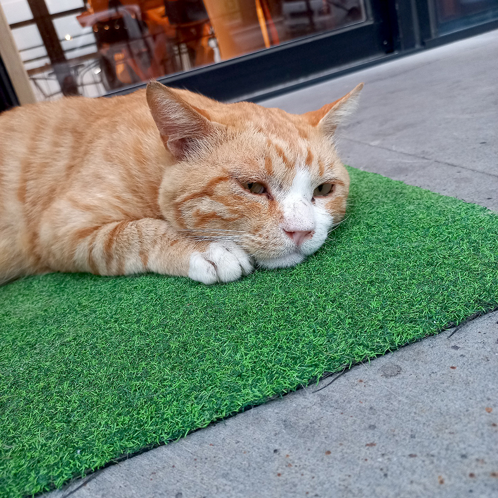 서귀포 튀김덮밥 맛집 '고쿠텐'