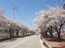 강원도 삼척 맹방 벚꽃길 벚꽃 명소 베스트 5 벚꽃시기 만개시기 드라이브 코스