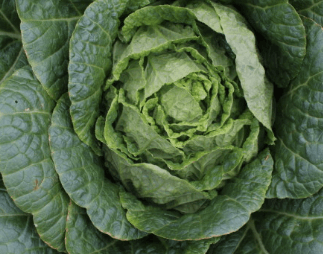 맛있는 배추 잘고르는 법 배추요리