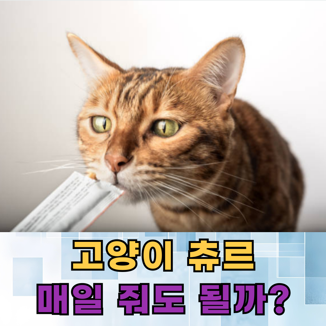 고양이 츄르, 매일 줘도 괜찮을까요?