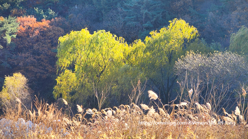 수영천의 가을 풍경