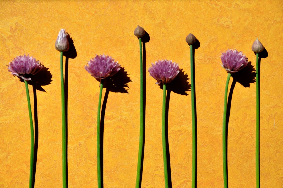 Chives