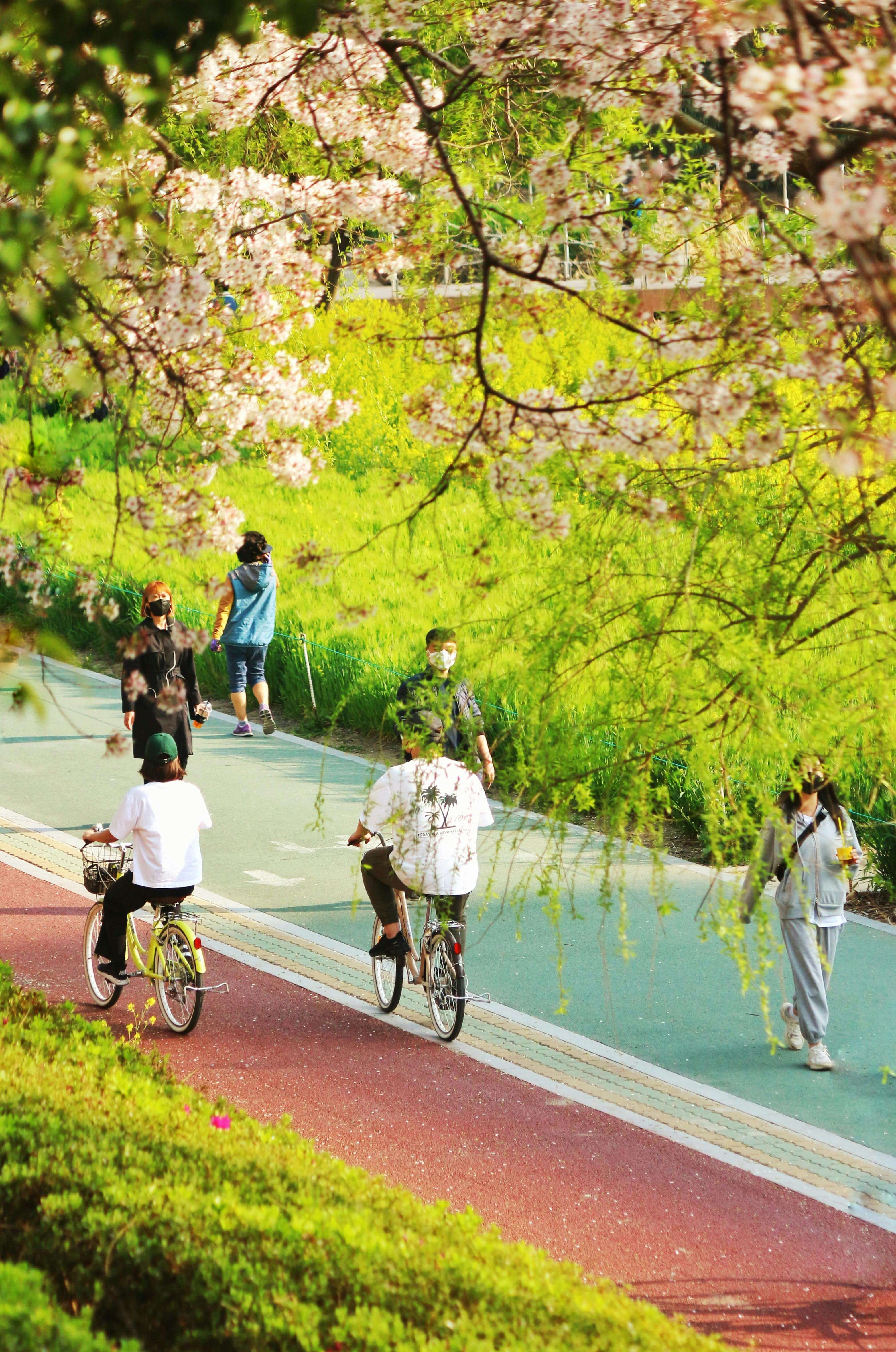 2024 벚꽃 개화시기, 인기 명소