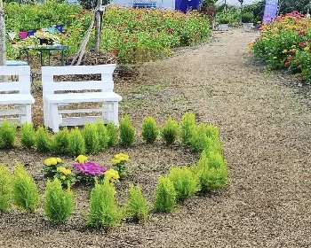 원주 용수골 가을꽃축제_21