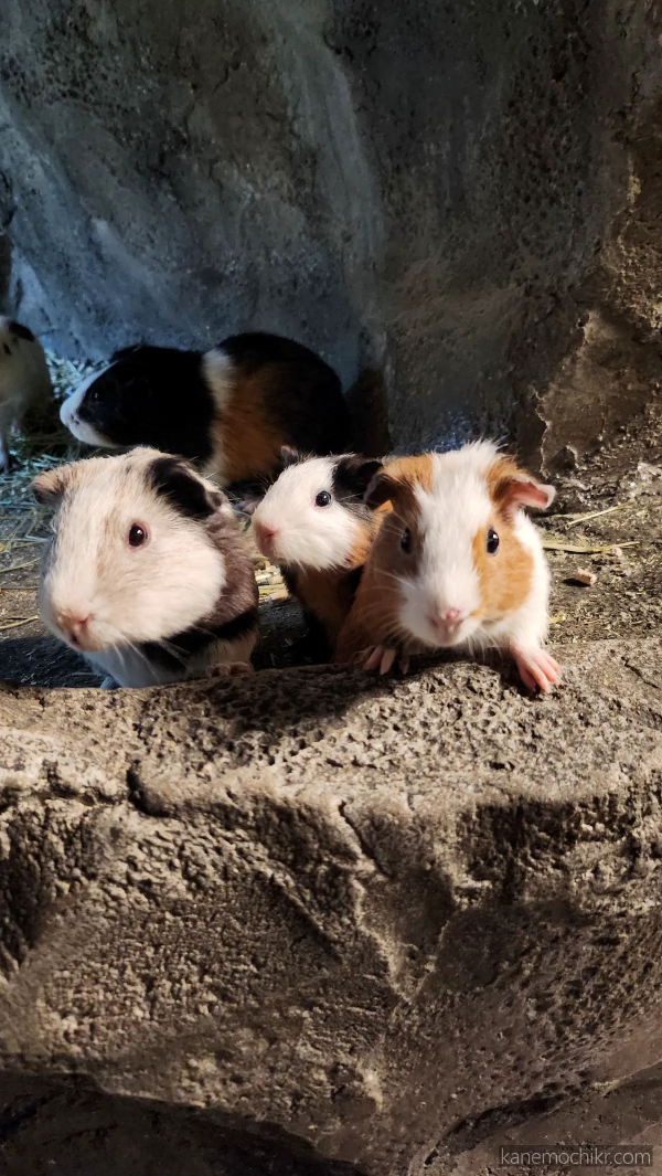 주렁주렁-기니피그