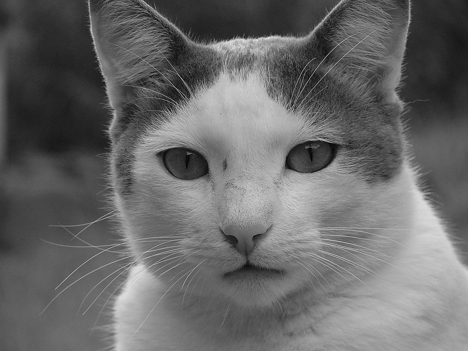 귀여운 고양이 사진