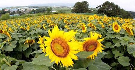 강주 해바라기 축제