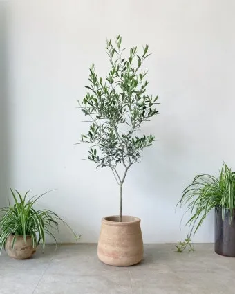 올리브 나무 키우는법 5가지 치명적 실수와 해결책 총정리를 안내_21