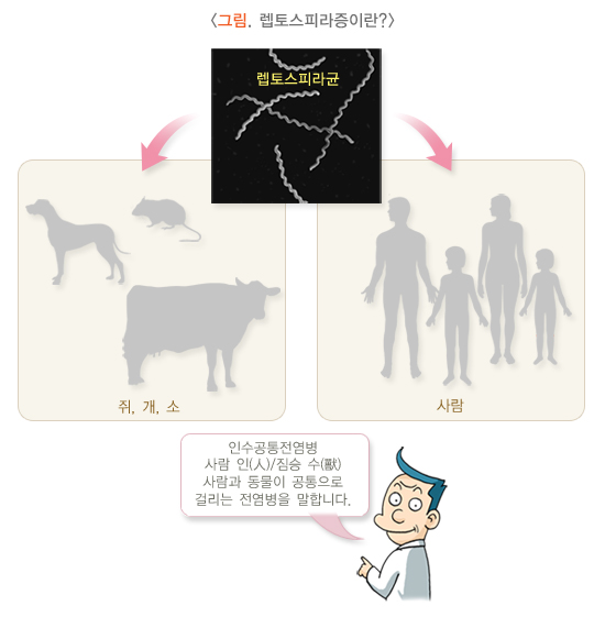 렙토스피라증이란?