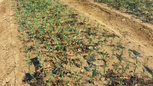 마늘-재배관리-재배밭-웃거름주기