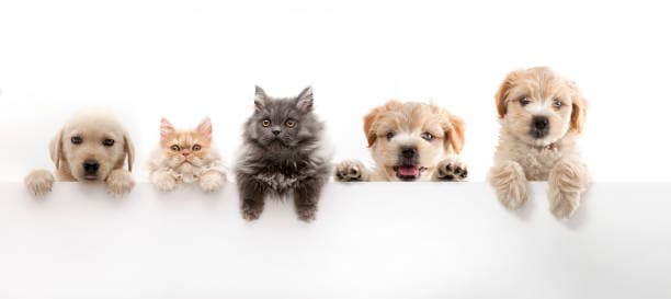 현대인이 사랑하는 반려동물 TOP10, 이유는?