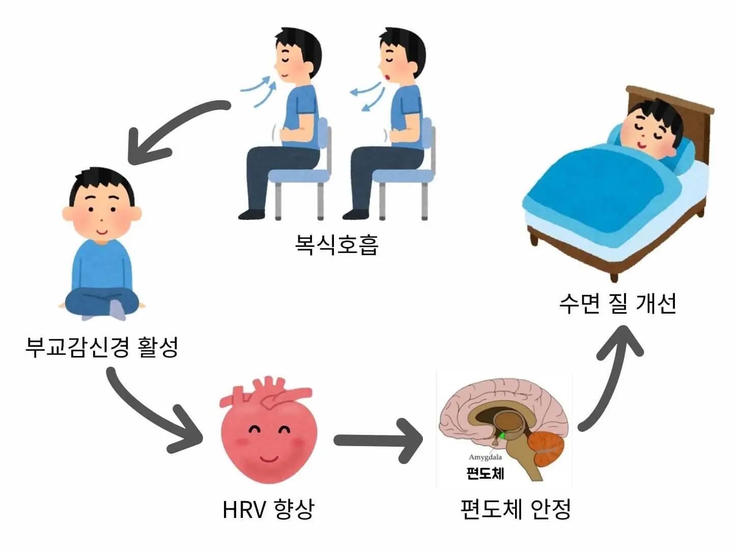 복식호흡이 부교감신경 활성 → HRV 향상 → 편도체 안정 → 수면 질 개선으로 이어지는 과정을 아이콘과 화살표로 시각화한 다이어그램