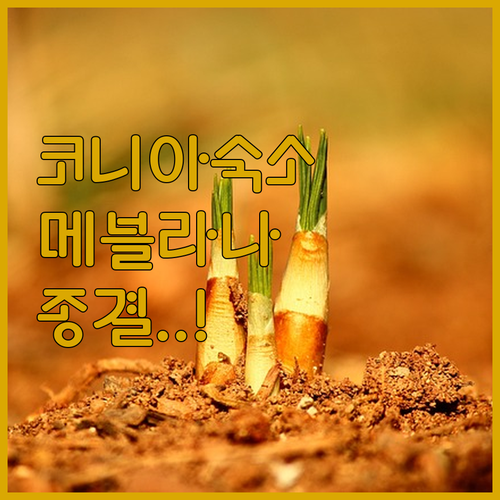 튀르키예 코니아 숙소 추천 및 메블라..