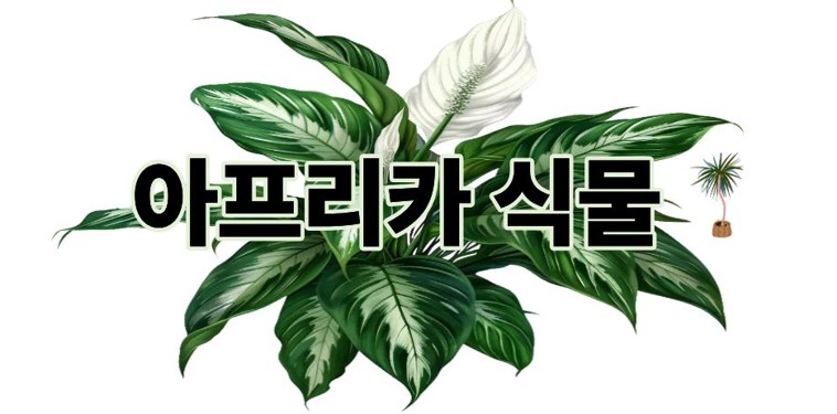 아프리카식물
