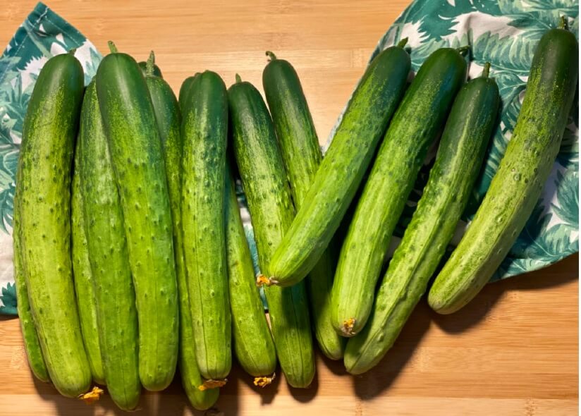 생방송투데이 이 주의 장바구니 진천 오이 구매방법&amp;#44; 보관법&amp;#44; 세척법&amp;#44; 활용법 진천햇살농원