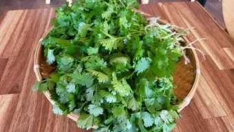 고수 나물 요리 재배 먹는법 무침 김치 만드는 법_6