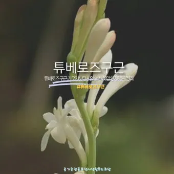 튜베로즈 씨앗 꽃 피우기 계절별 관리법 병충해 예방_6