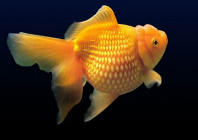 물고기 꿈 해몽